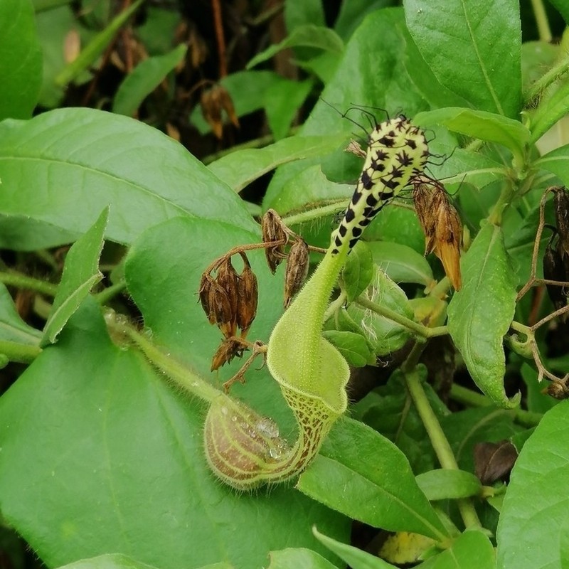 Aristolochia odora photo 6