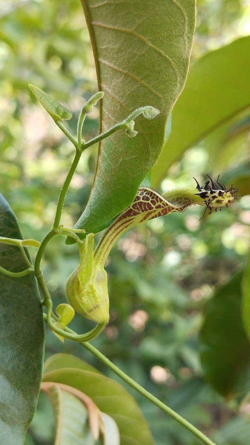 Aristolochia odora photo 7