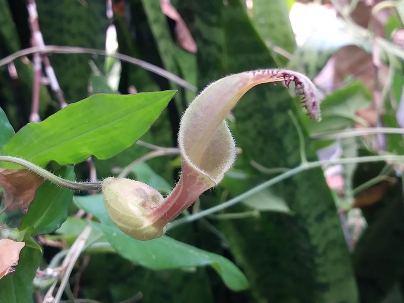 Aristolochia odora photo 8