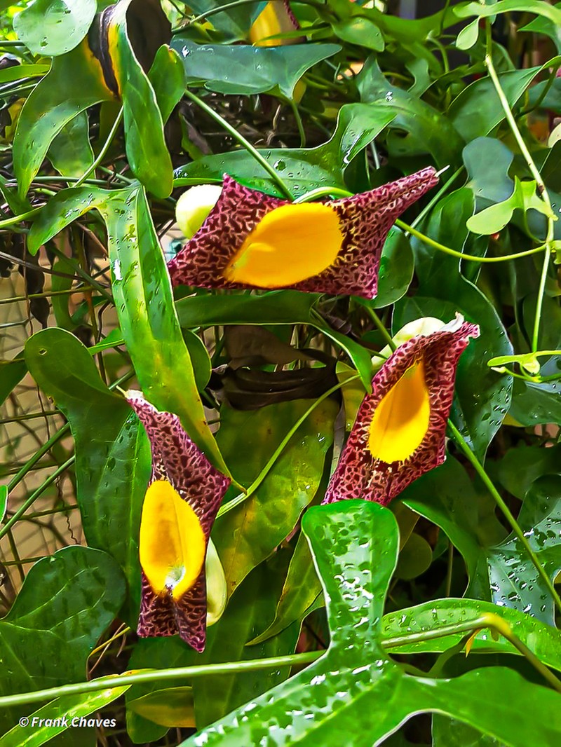 Fragrant Dutchman's Pipe