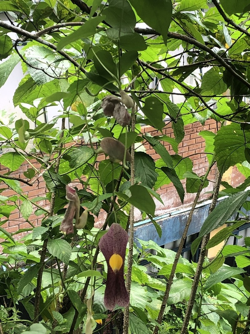 Fragrant Dutchman's Pipe photo 2