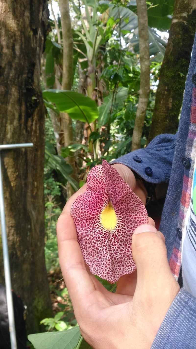 Fragrant Dutchman's Pipe photo 3