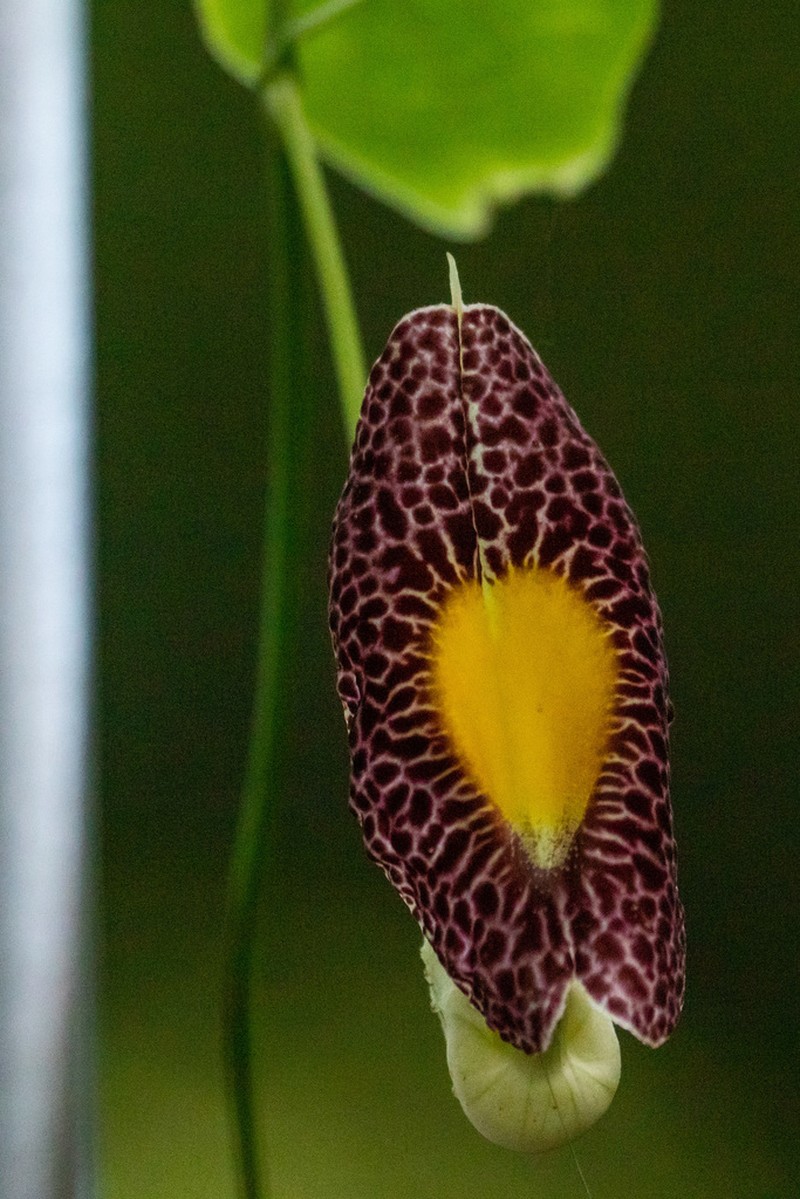 Fragrant Dutchman's Pipe photo 4