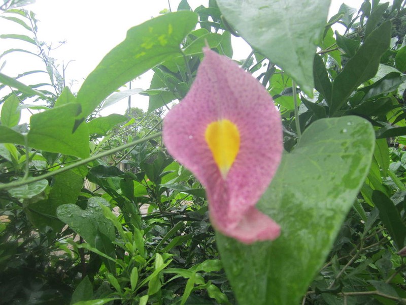 Fragrant Dutchman's Pipe photo 5