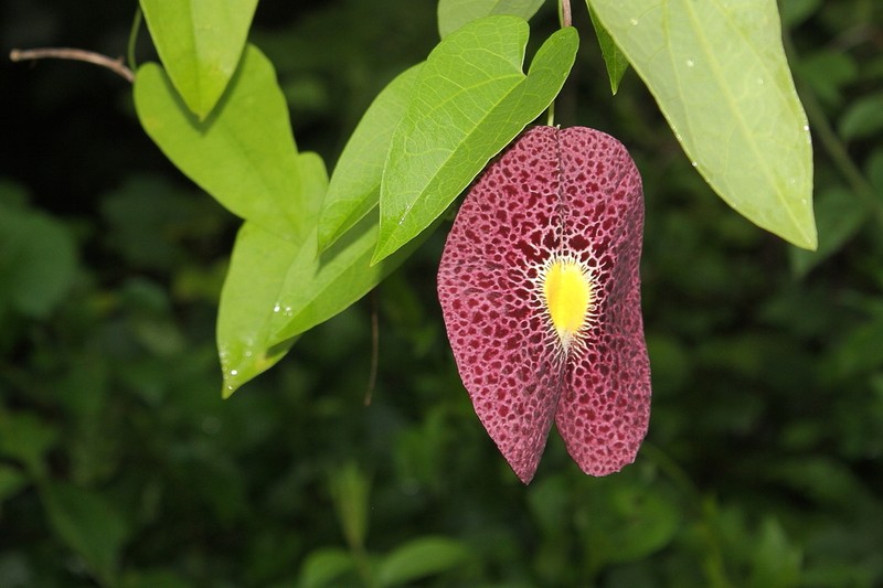 Fragrant Dutchman's Pipe photo 6