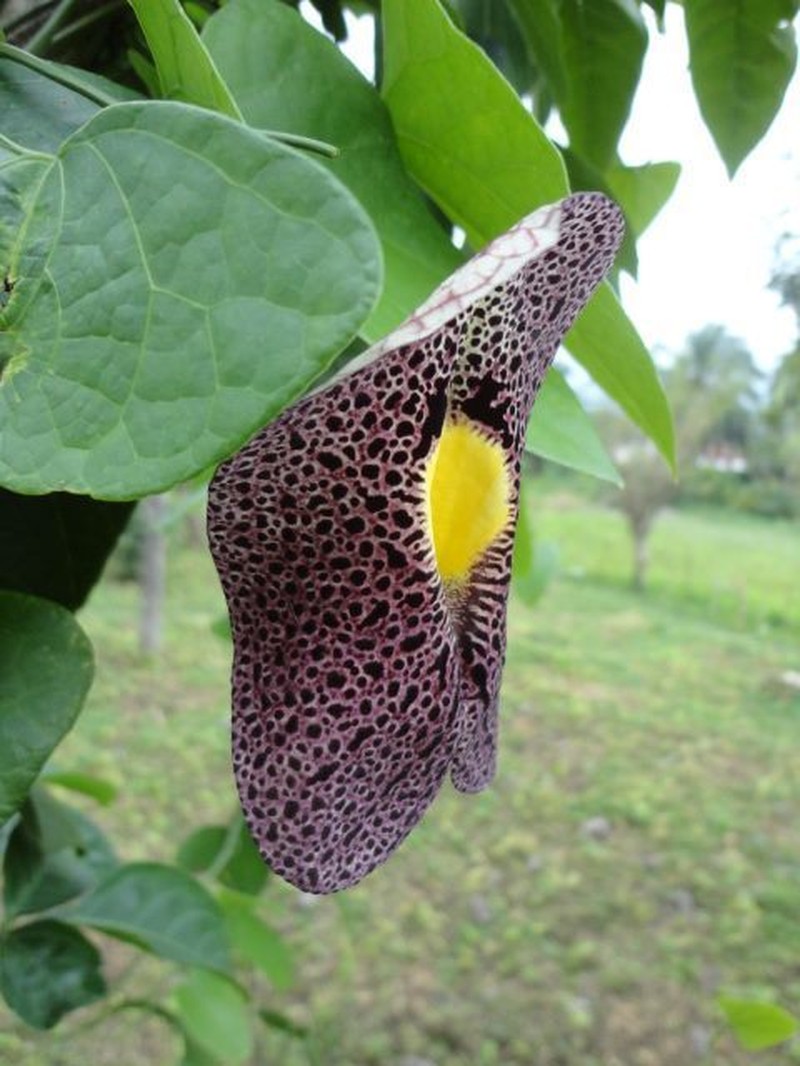 Fragrant Dutchman's Pipe photo 7