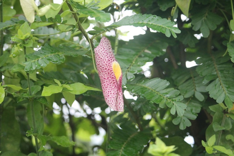 Fragrant Dutchman's Pipe photo 8
