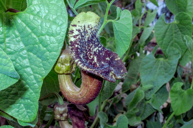 Aristolochia olivieri photo 2