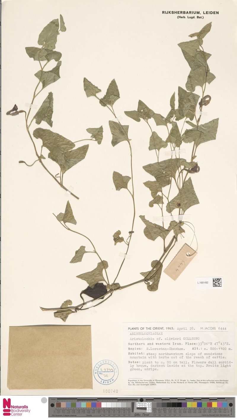 Aristolochia olivieri photo 4