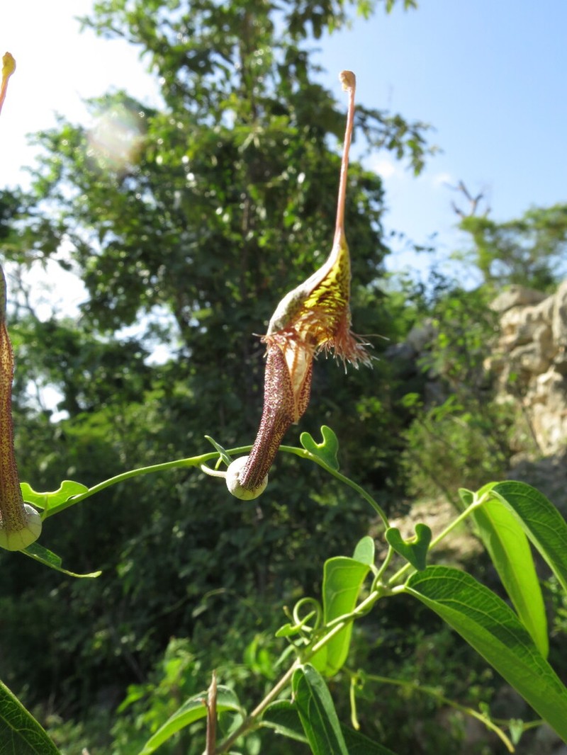 Aristolochia ophioides photo 3