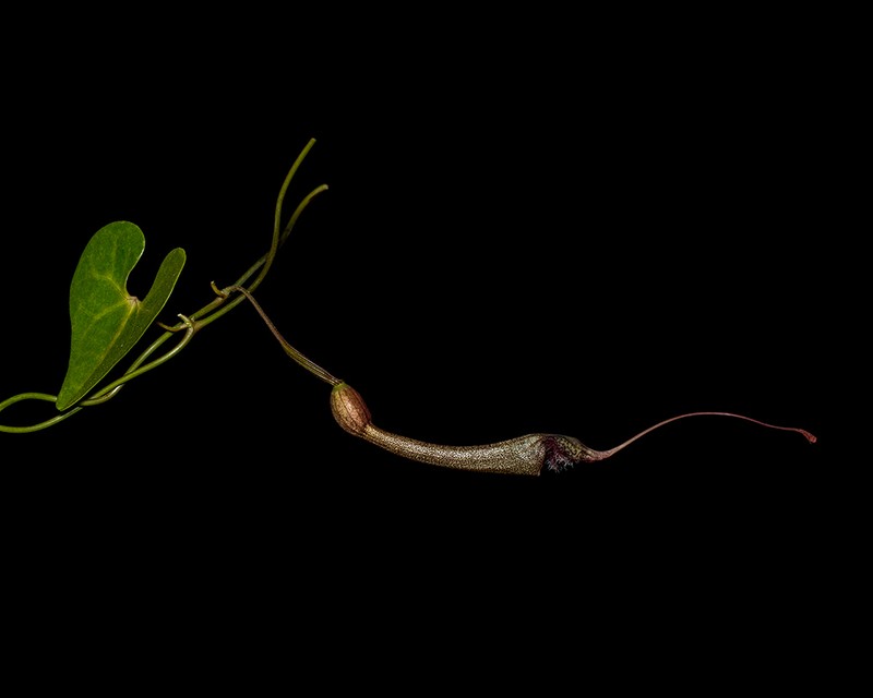 Aristolochia ophioides photo 4