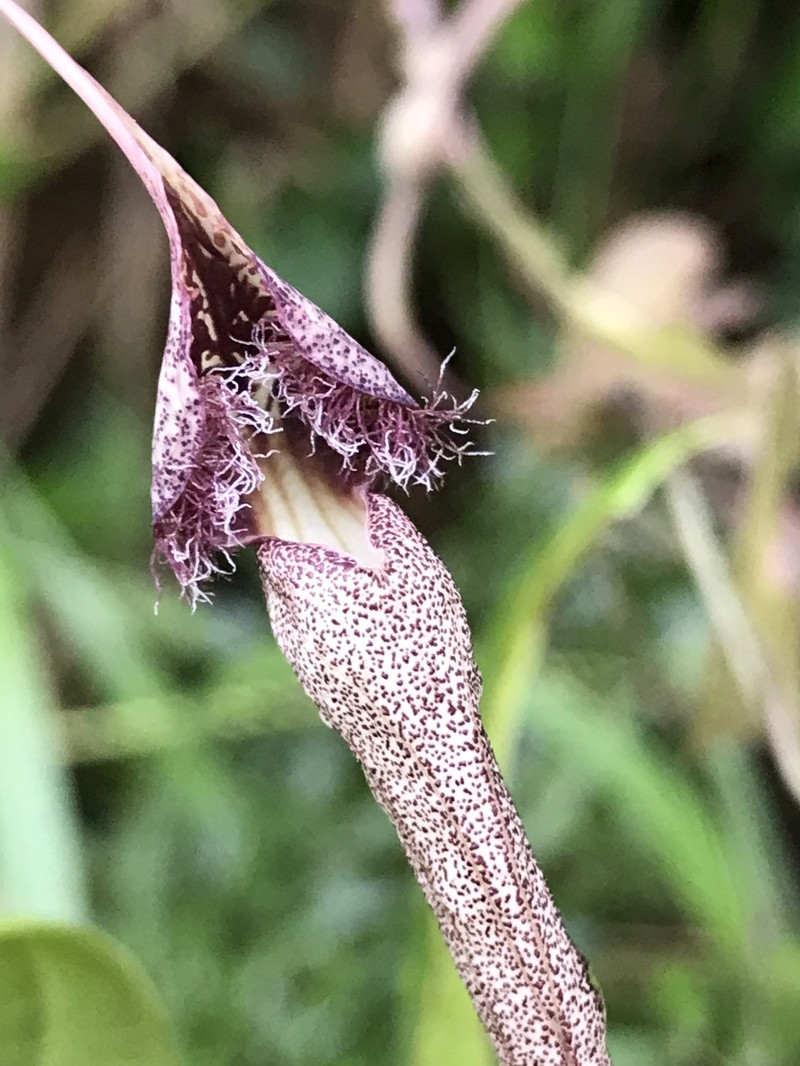 Aristolochia ophioides photo 5
