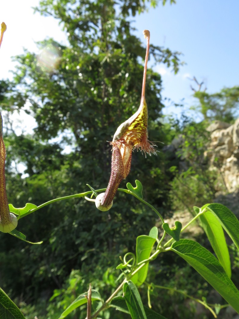 Aristolochia ophioides photo 6