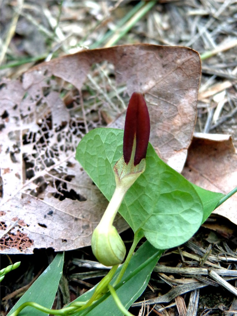 Aristolochia orbicularis
