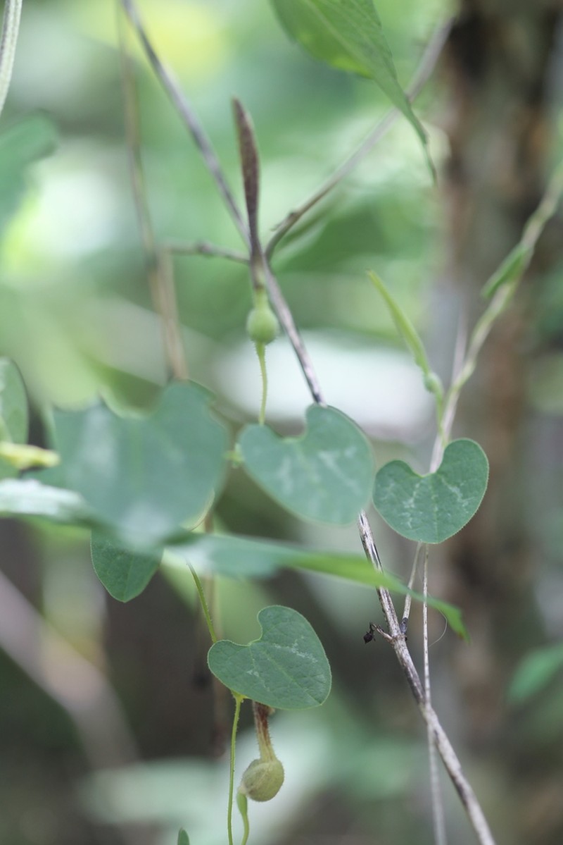 Aristolochia orbicularis photo 2