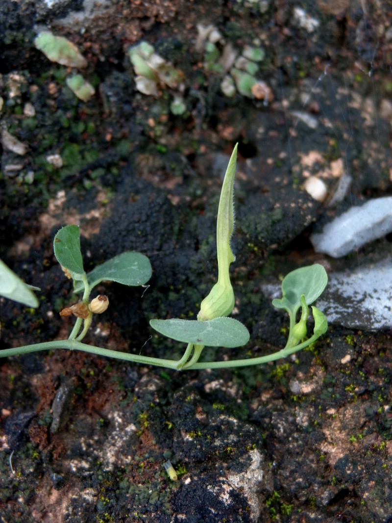 Aristolochia orbicularis photo 3