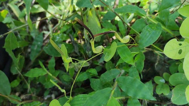 Aristolochia orbicularis photo 4