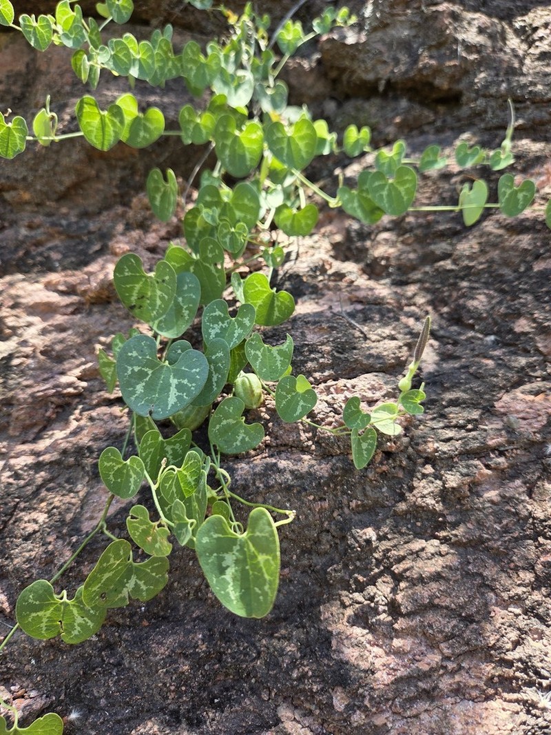 Aristolochia orbicularis photo 5