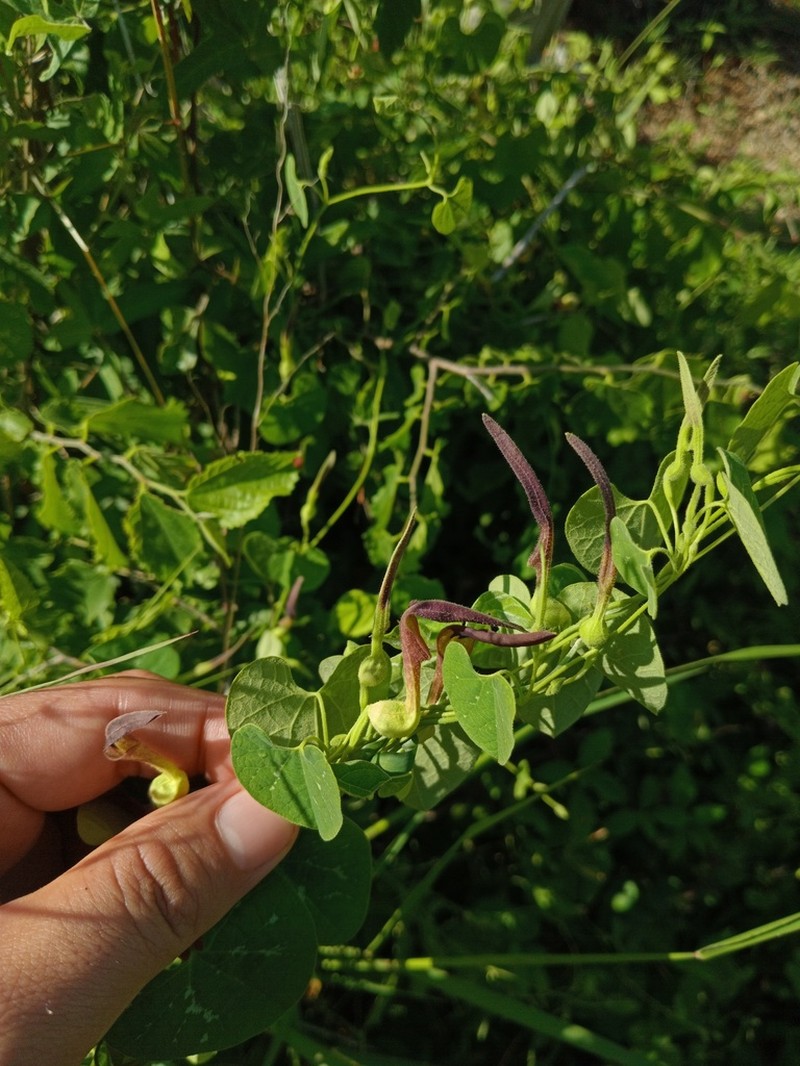 Aristolochia orbicularis photo 6