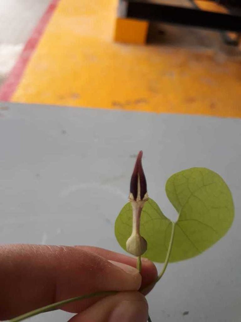 Aristolochia orbicularis photo 7