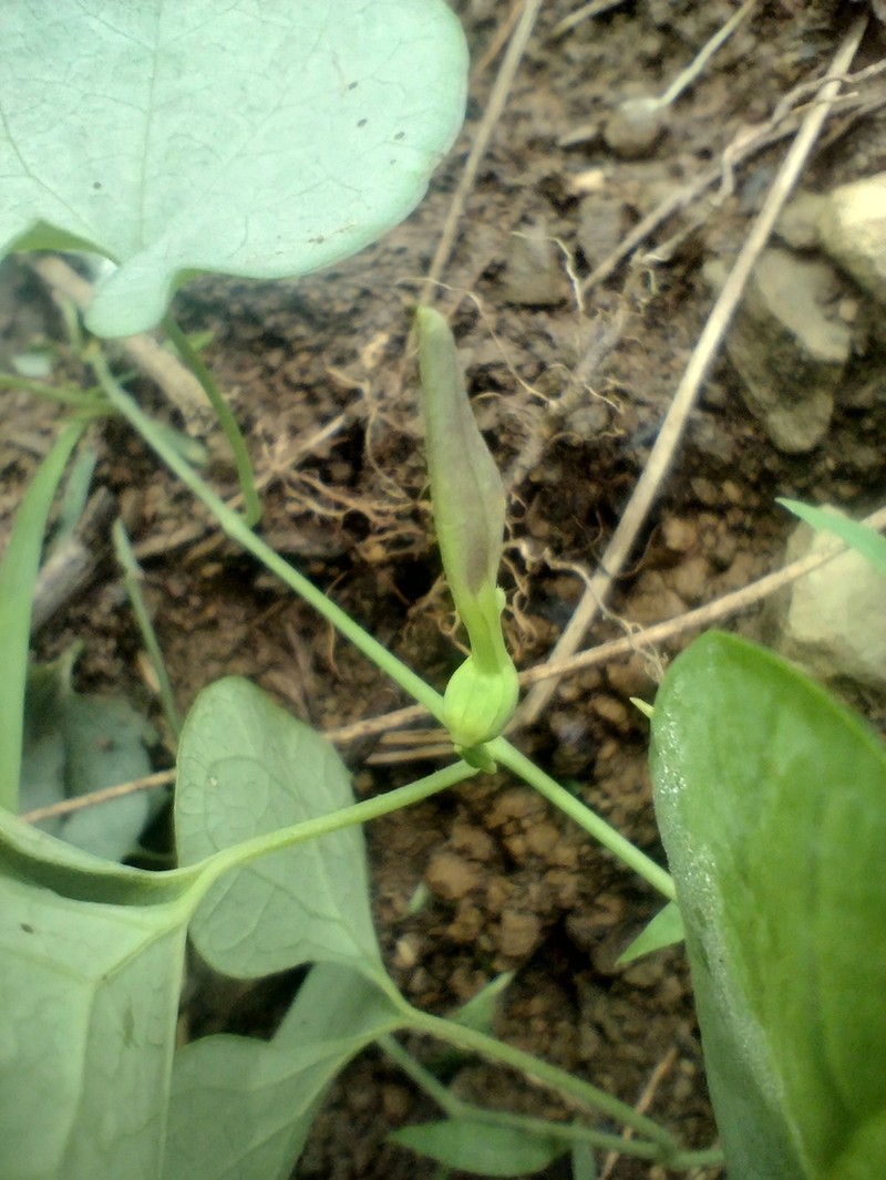 Aristolochia orbicularis photo 8