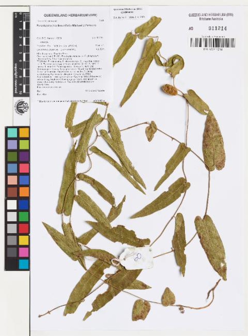 Aristolochia ornithopterae photo 2