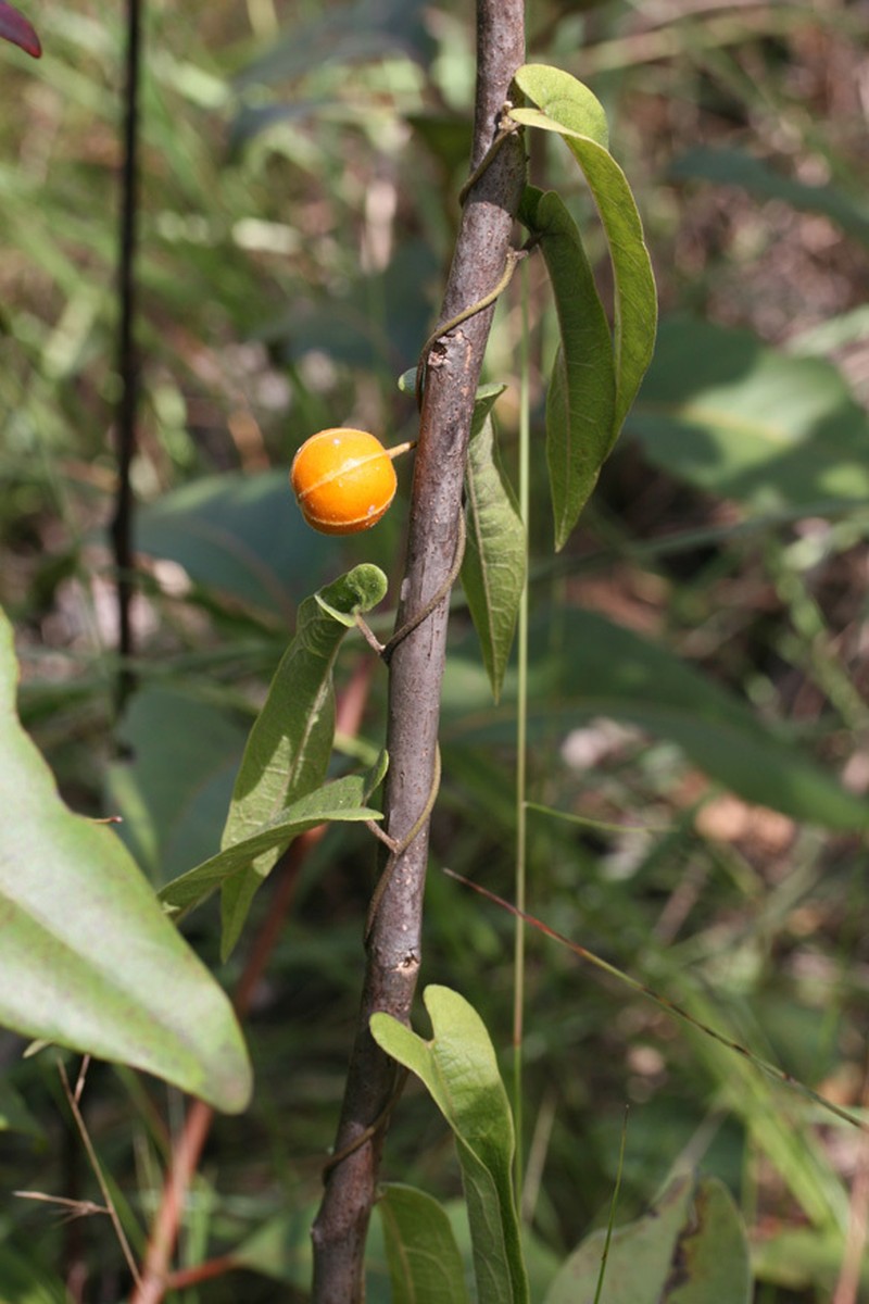 Aristolochia ornithopterae photo 4