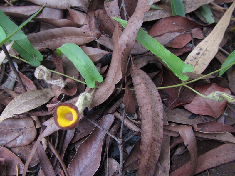 Aristolochia ornithopterae photo 5