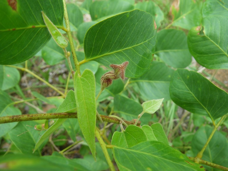 Aristolochia ornithopterae photo 7