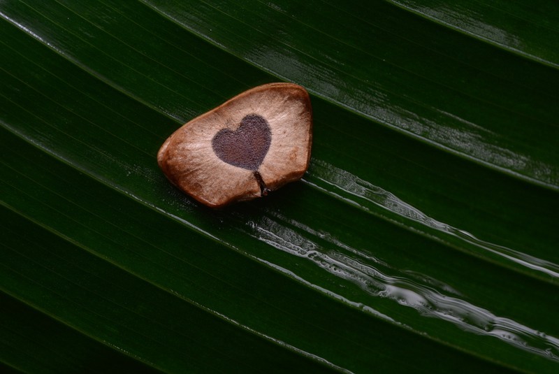 Aristolochia ovalifolia