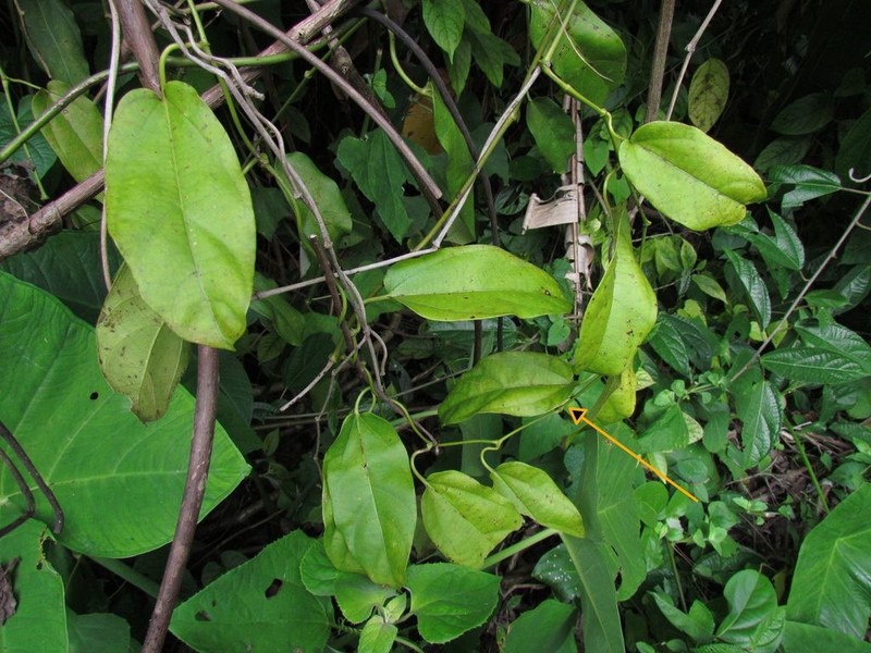 Aristolochia ovalifolia photo 2