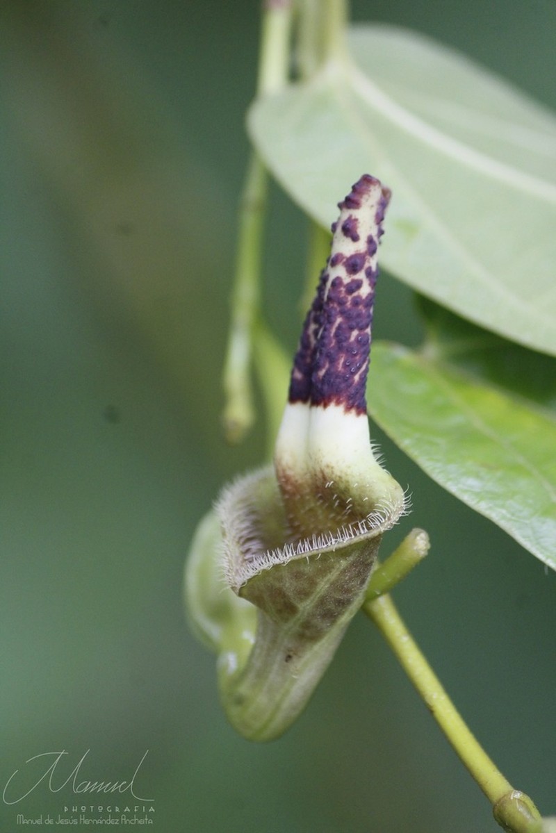 Aristolochia ovalifolia photo 3