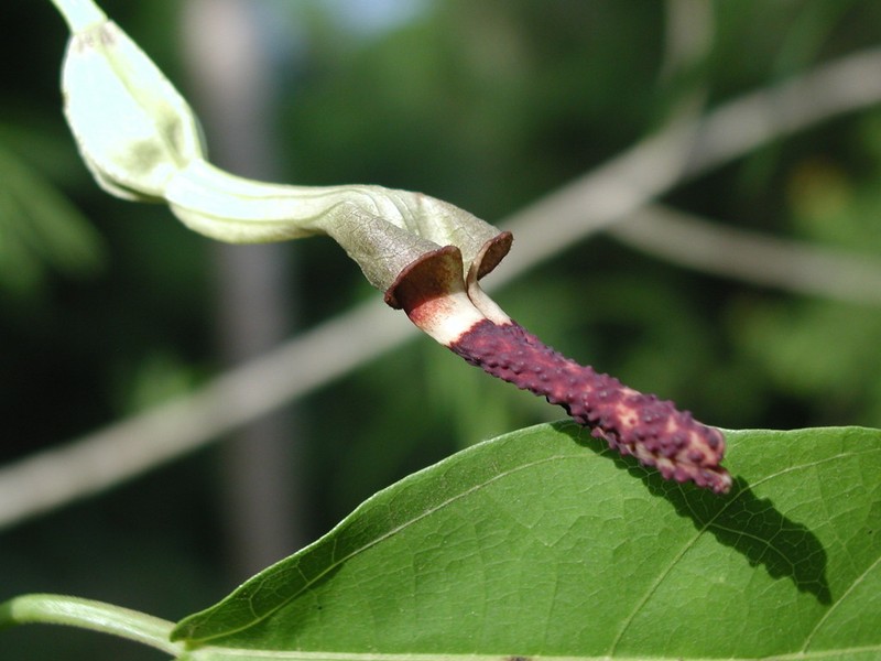 Aristolochia ovalifolia photo 5