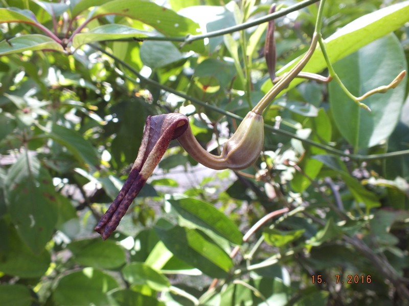 Aristolochia ovalifolia photo 6
