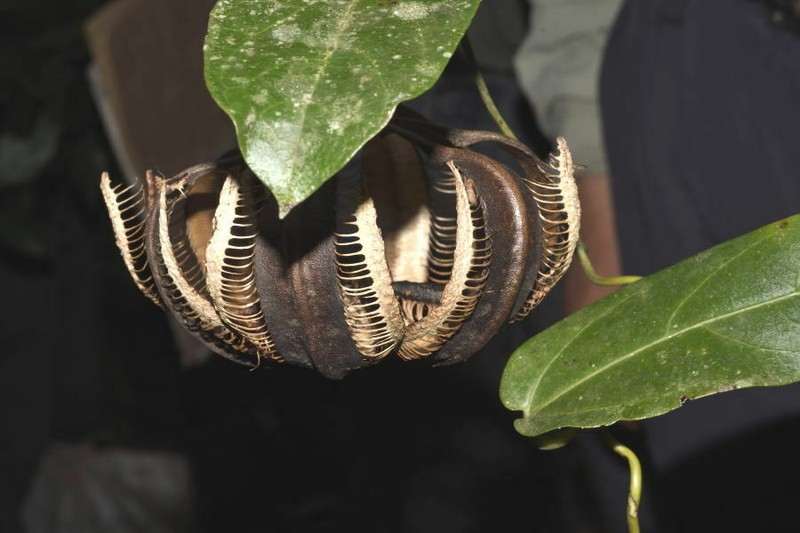 Aristolochia ovalifolia photo 8