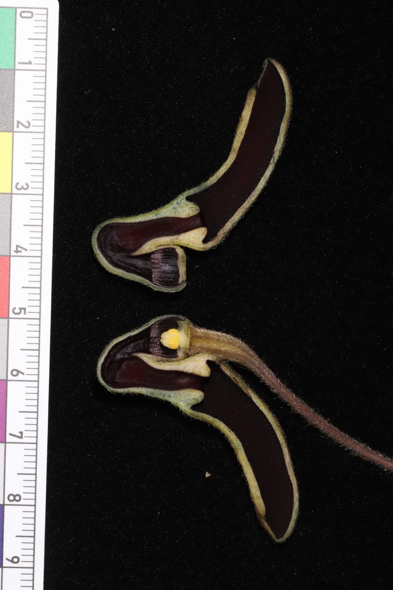 Aristolochia ovatifolia photo 2