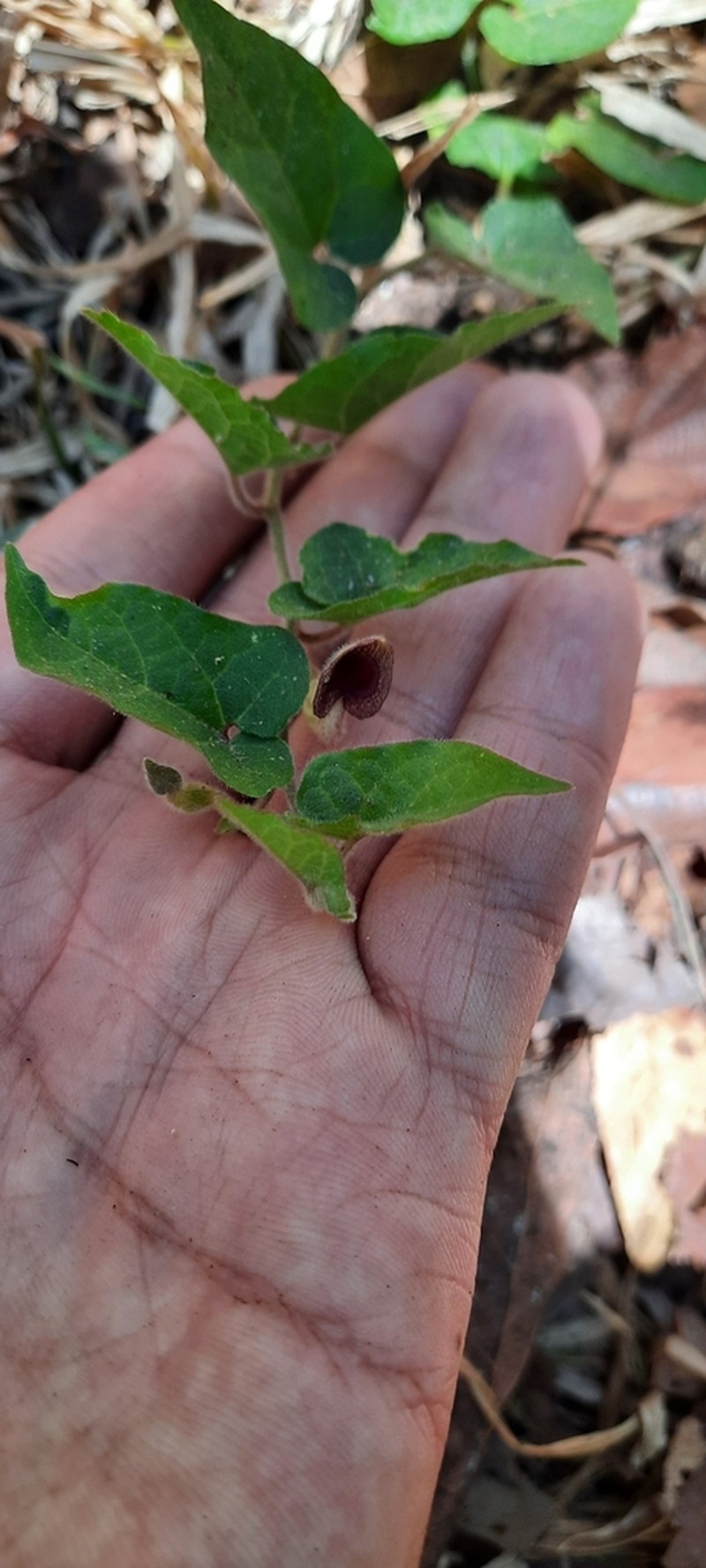 Aristolochia pacifica