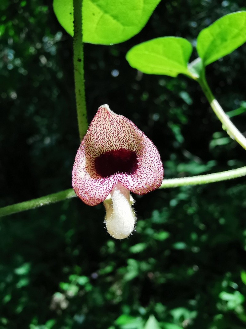 Aristolochia pacifica photo 3