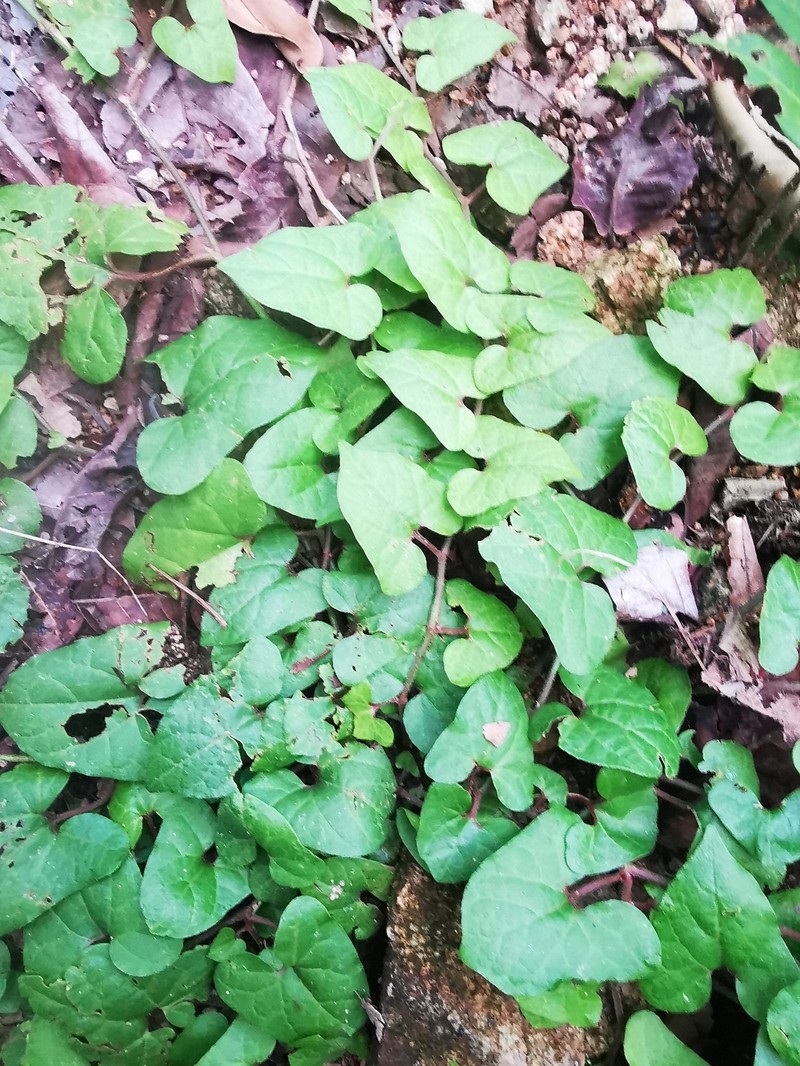 Aristolochia pacifica photo 4