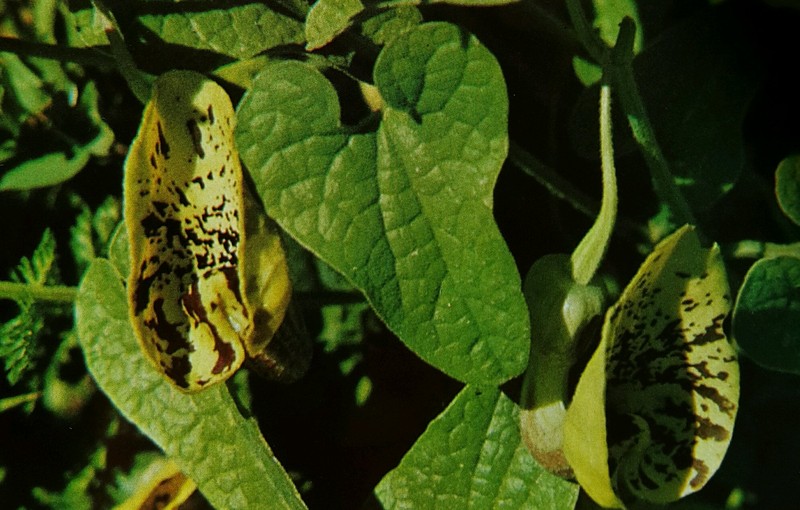 Aristolochia paecilantha