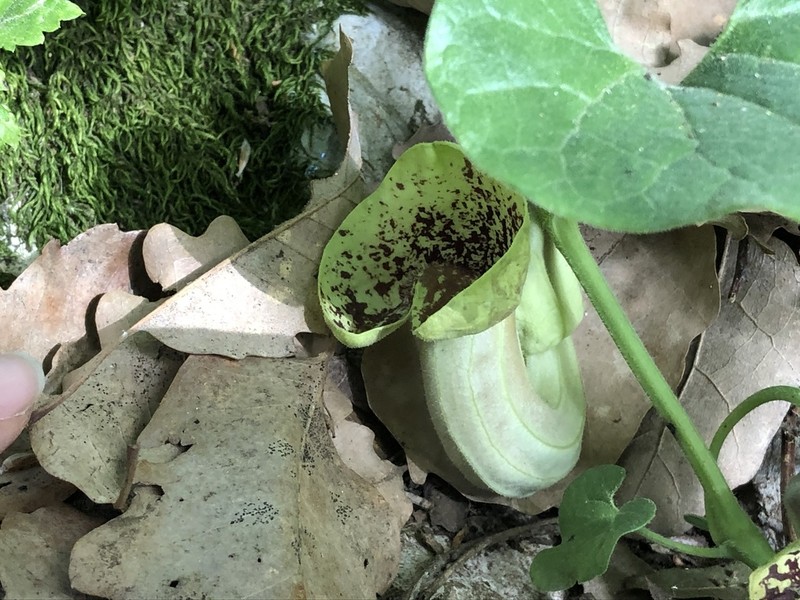 Aristolochia paecilantha photo 2