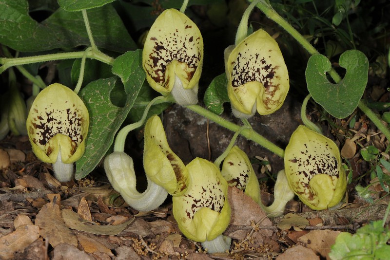 Aristolochia paecilantha photo 3