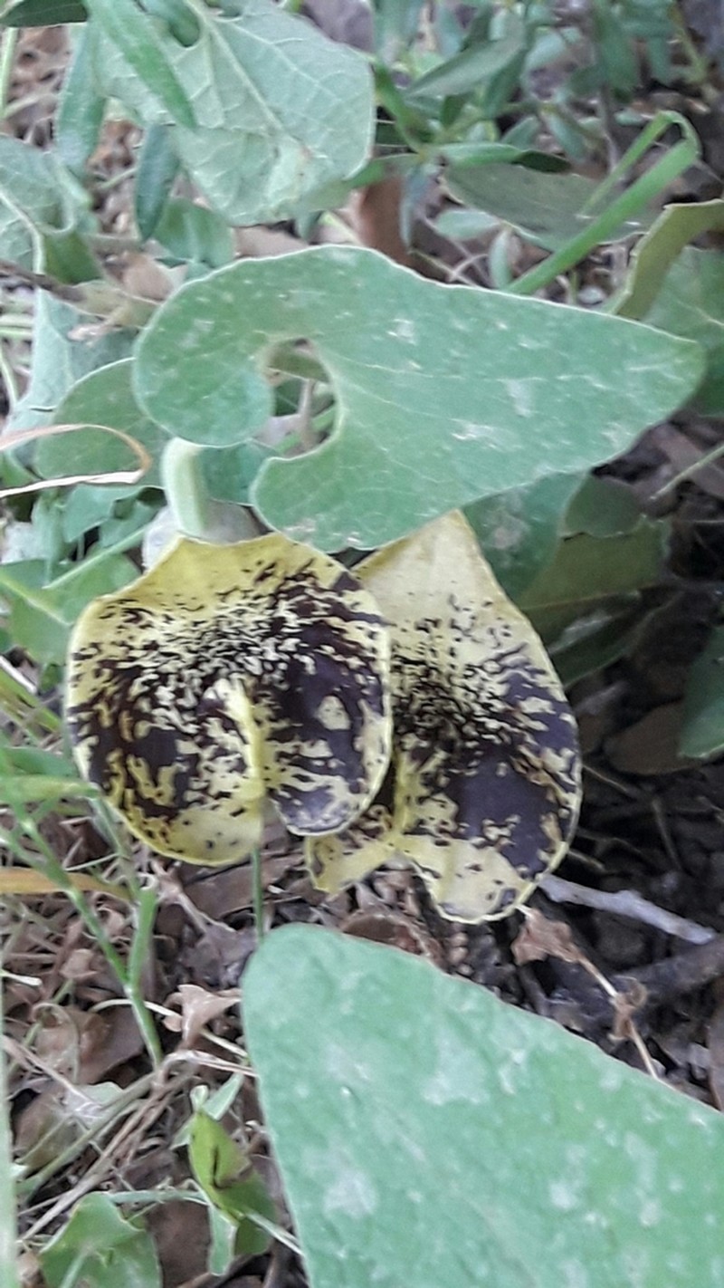 Aristolochia paecilantha photo 4