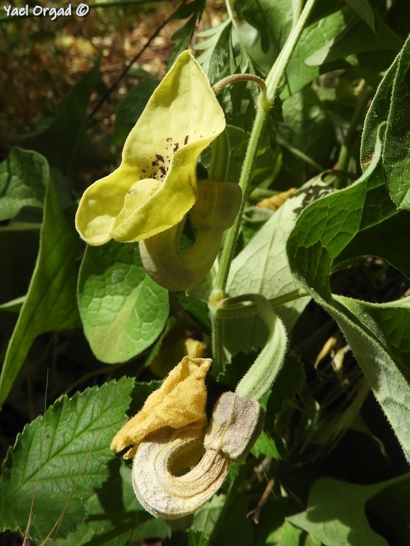 Aristolochia paecilantha photo 5