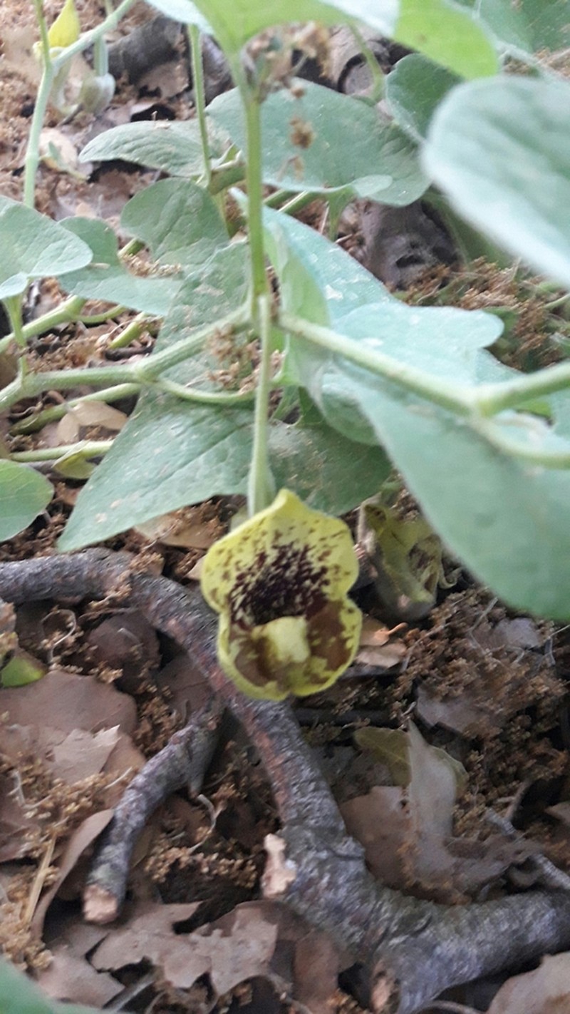 Aristolochia paecilantha photo 6