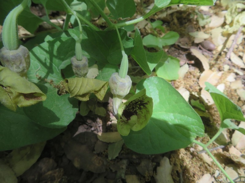 Aristolochia paecilantha photo 7