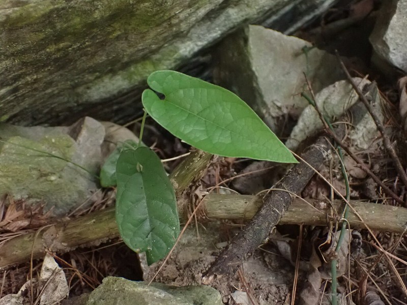 Aristolochia pahsienshanianum