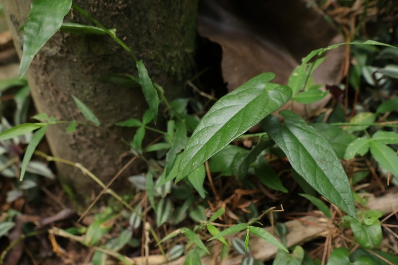 Aristolochia pahsienshanianum photo 2