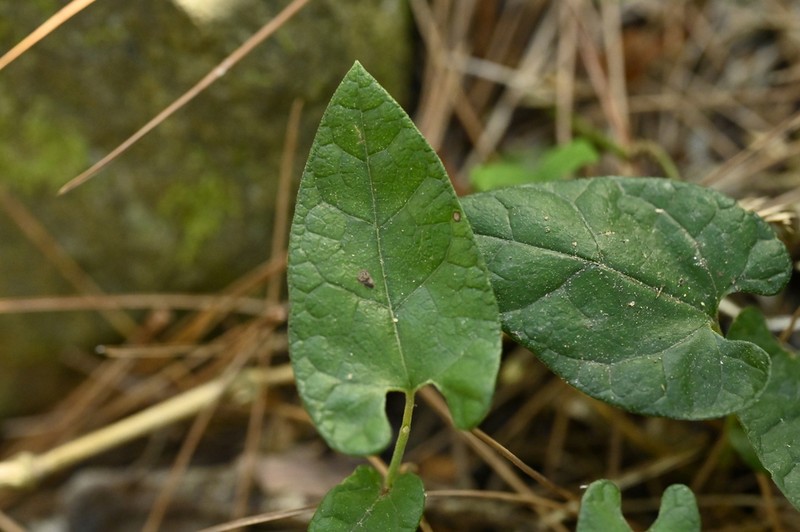 Aristolochia pahsienshanianum photo 3
