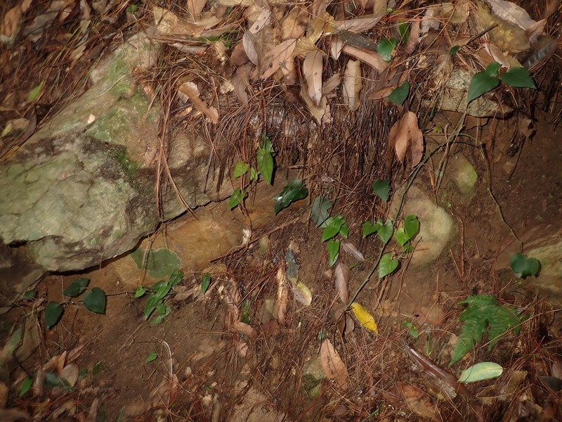 Aristolochia pahsienshanianum photo 5